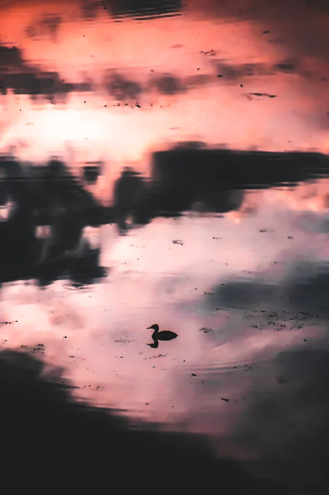 Favorites, photograph 111