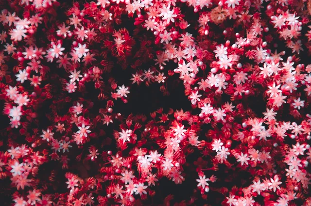 Favorites, photograph 43