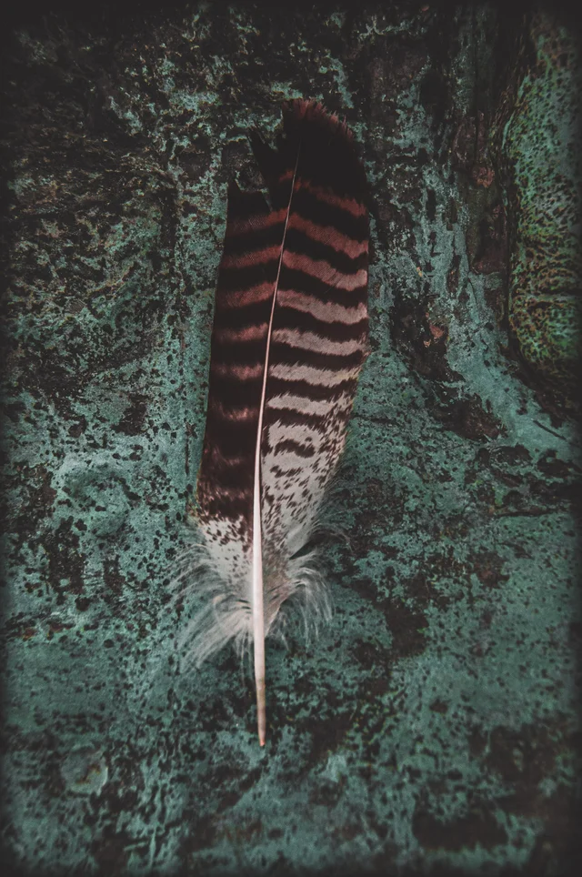 Favorites, photograph 88