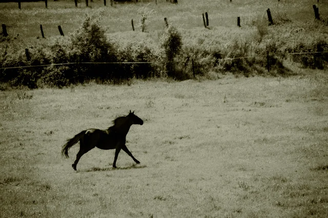 Favorites, photograph 65