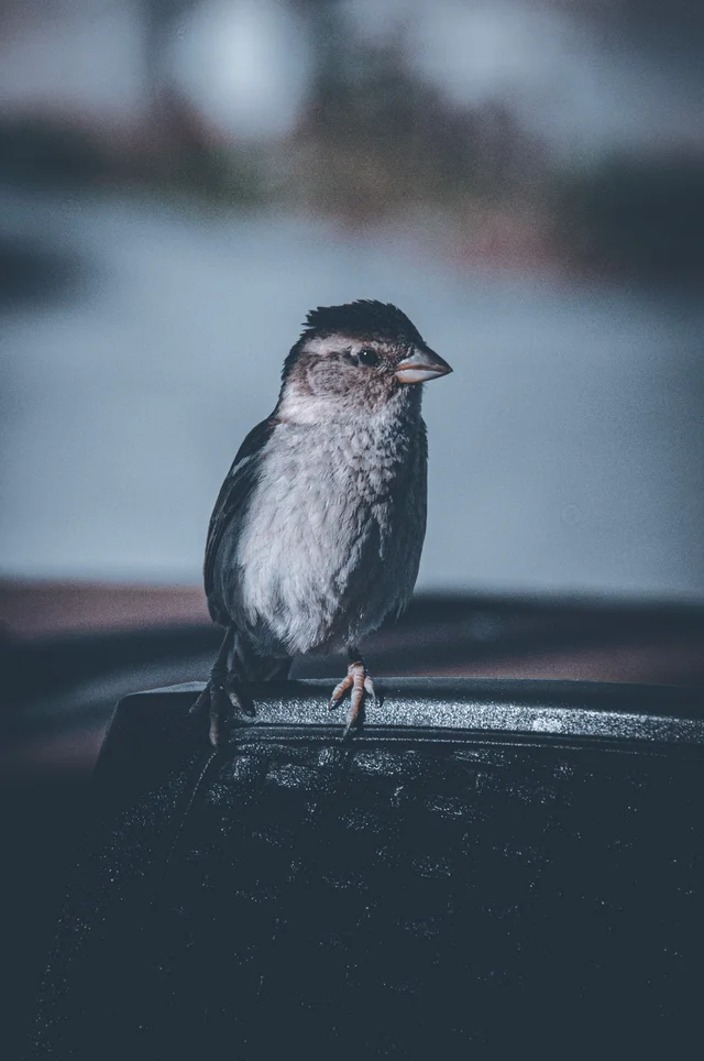 Favorites, photograph 44