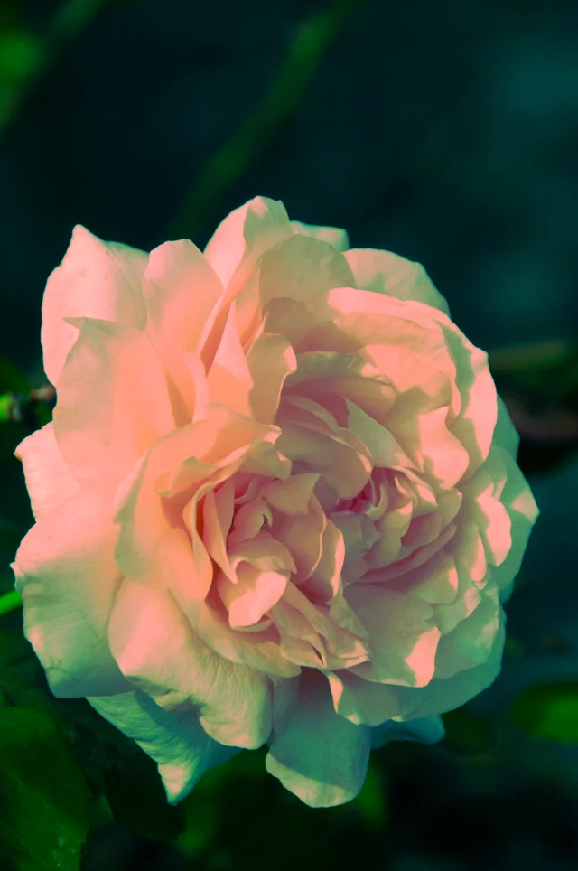 Favorites, photograph 116